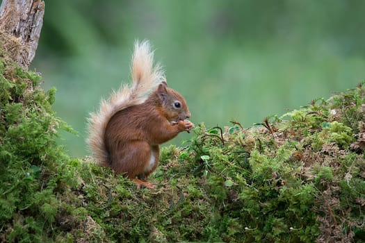 A red squirrel sits on a tree trunk covered in lichen eating a nut showing its bushy tail