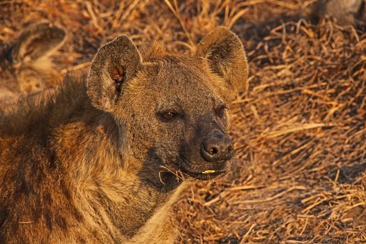Spotted Hyena (Crocuta crocuta) photographed in Kruger National Park South Africa