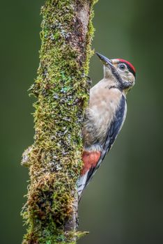 A juvenile great spotted woodpecker perched on a branch in an upright vertical format