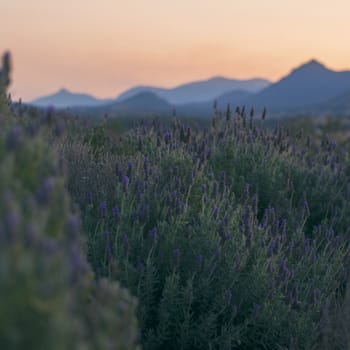 Deep purple lavender plants out in nature.