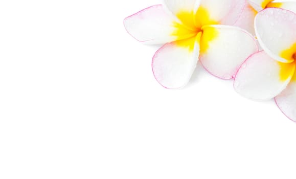 Closeup Plumeria, Frangipanni pink and white color on white background for spa relax