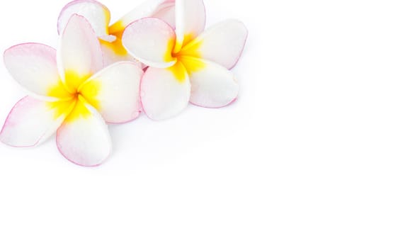 Closeup Plumeria, Frangipanni pink and white color on white background for spa relax