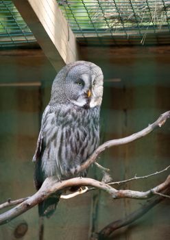 Owl predatory forest bird russia siberia Russian Federation