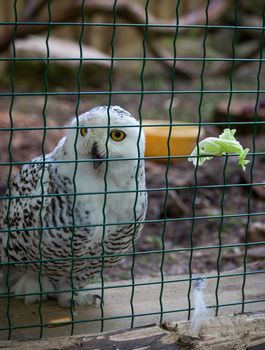 Owl predatory forest bird russia siberia Russian Federation