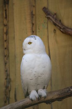 Owl predatory forest bird russia siberia Russian Federation