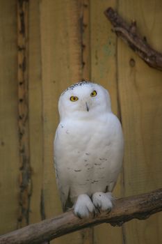 Owl predatory forest bird russia siberia Russian Federation