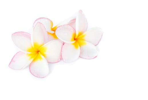 Closeup Plumeria, Frangipanni pink and white color on white background for spa relax