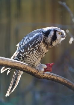 Owl eat meat predatory forest bird russia siberia Russian Federation