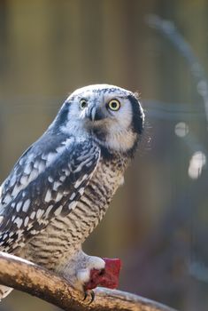 Owl eat meat predatory forest bird russia siberia Russian Federation