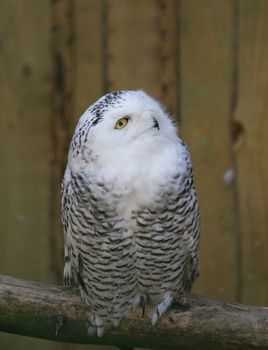 Owl predatory forest bird russia siberia Russian Federation