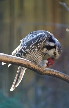 Owl eat meat predatory forest bird russia siberia Russian Federation