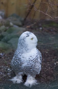 Owl predatory forest bird russia siberia Russian Federation