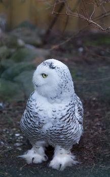 Owl predatory forest bird russia siberia Russian Federation