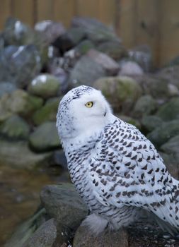 Owl predatory forest bird russia siberia Russian Federation