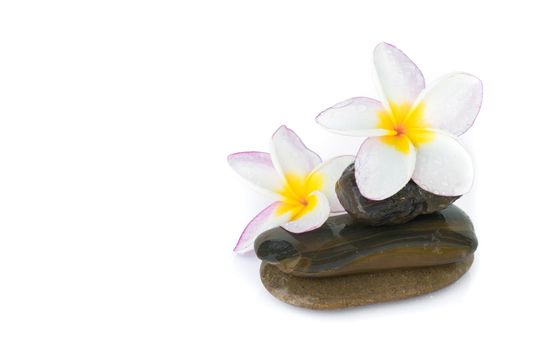 Plumeria flower on stone for spa relax on white background