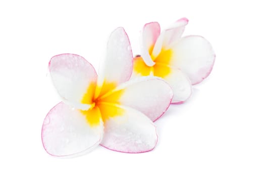 Closeup Plumeria, Frangipanni pink and white color on white background for spa relax