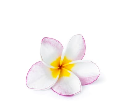 Closeup Plumeria pink and white color on white background