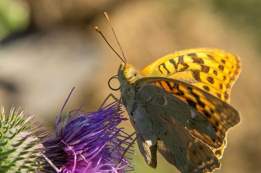 Close-up photo of a butterfly on summer flowers