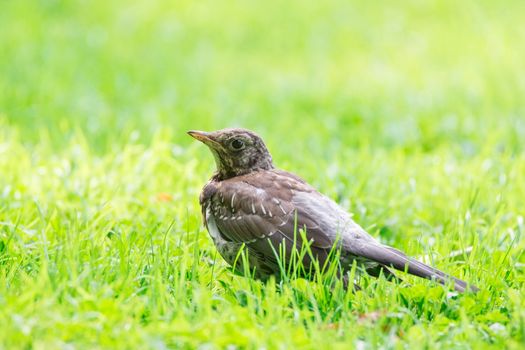 Thrush grasslander on the grass, autumn, park