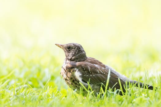 Thrush grasslander on the grass, autumn, park