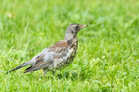 Thrush grasslander on the grass, autumn, park