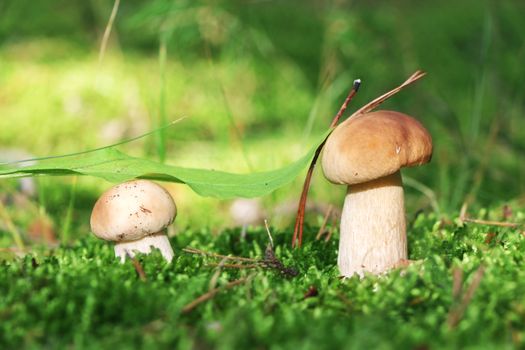 Two small edible ceps growing under a green leaf in wood. White fresh mushrooms grow in forest. Beautiful bolete and vegetarian food