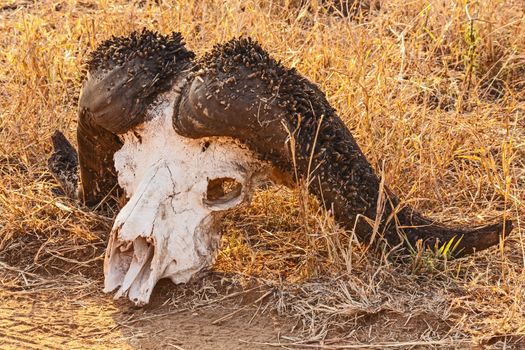 Skull of the Cape Buffalo (Syncerus caffer) photographed in Kruger National Park. South Africa.