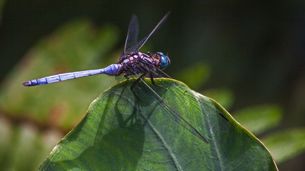 Side view close-up of a blue dragonfly
