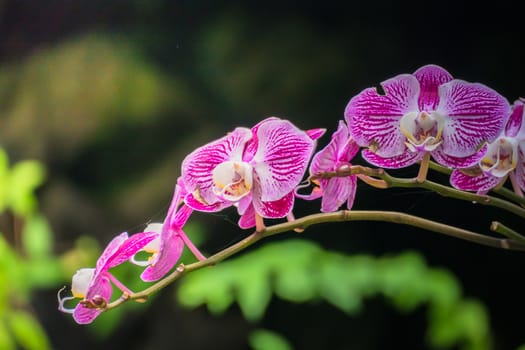 The background image of the colorful flowers, background nature