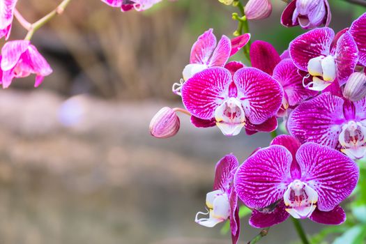 The background image of the colorful flowers, background nature