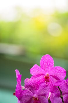 The background image of the colorful flowers, background nature