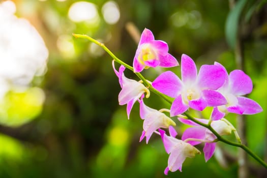 The background image of the colorful flowers, background nature