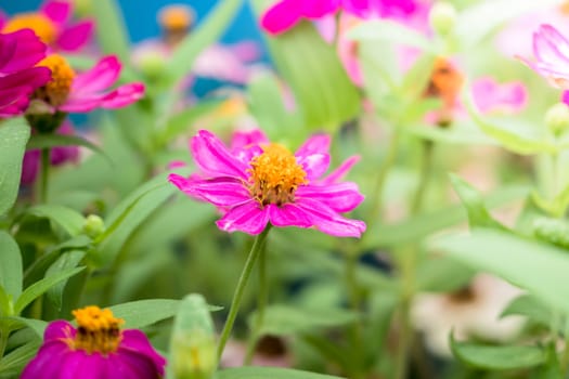 The background image of the colorful flowers, background nature