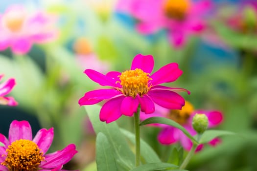 The background image of the colorful flowers, background nature