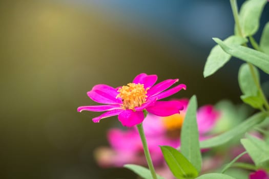 The background image of the colorful flowers, background nature