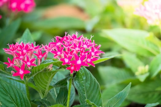 The background image of the colorful flowers, background nature