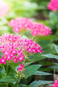 The background image of the colorful flowers, background nature