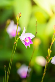 The background image of the colorful flowers, background nature