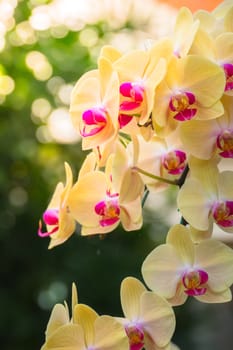 The background image of the colorful flowers, background nature