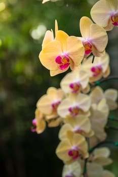 The background image of the colorful flowers, background nature