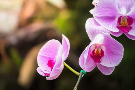 The background image of the colorful flowers, background nature