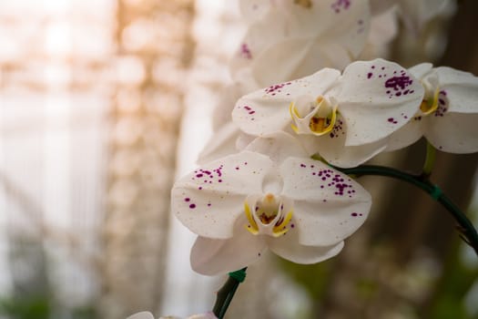 The background image of the colorful flowers, background nature