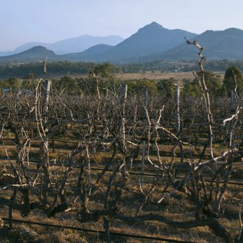 Vineyard in Mount Alford, Queensland in the afternoon.