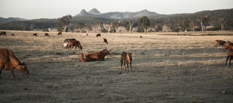 Cows in the paddock in the countryside during the day in Queensland.