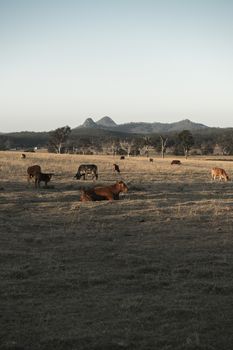 Cows in the paddock in the countryside during the day in Queensland.