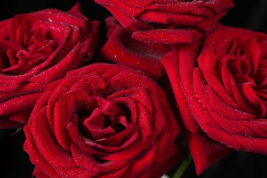 Bouquet of sumptuous red roses covered with water droplets, isolated on a black background, top view