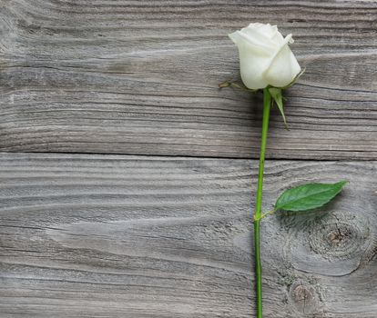 Elegant white rose on a long stem with green leaves on old wooden background