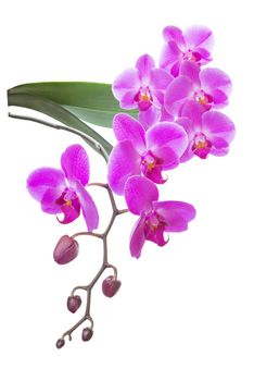 Beautiful pink orchid flowers with green leaves isolated on a white background