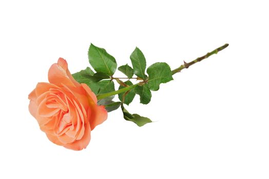 One orange rose isolated on white background