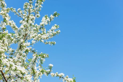 Lushly flowering apple tree branches covered with white flowers against a blue sky background, with copy-space